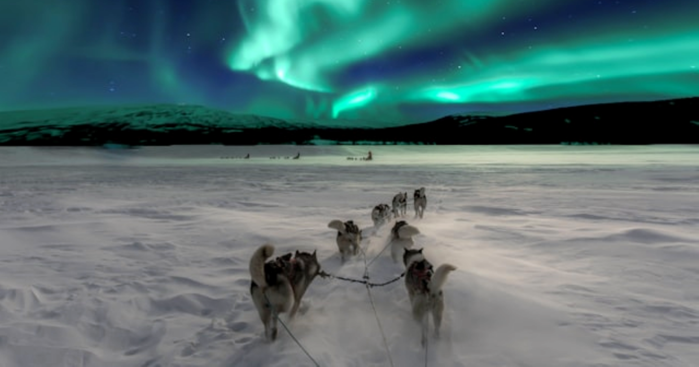 Sled dogs with aurora